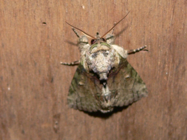/filer/webapps/moths/media/images/L/lamottei_Saaluncifera_A_Goff_03.JPG
