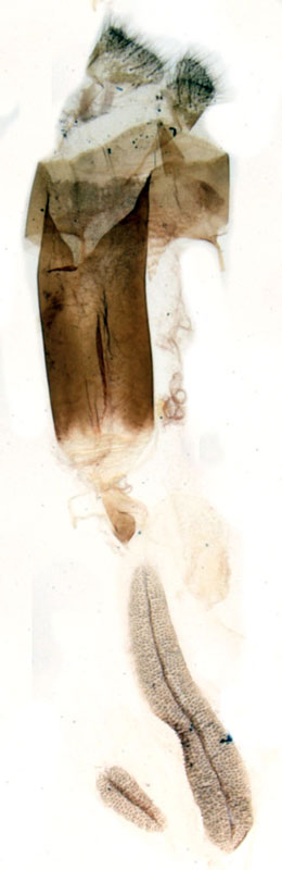 /filer/webapps/moths/media/images/L/lamottei_Saaluncifera_GFAT_MNHN_444.jpg