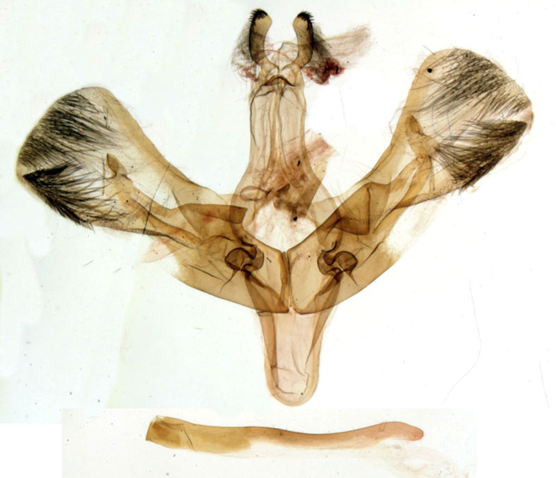 /filer/webapps/moths/media/images/L/lamottei_Saaluncifera_GMHT_MNHN_443.jpg