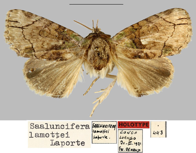 /filer/webapps/moths/media/images/L/lamottei_Saaluncifera_HT_MNHN.jpg