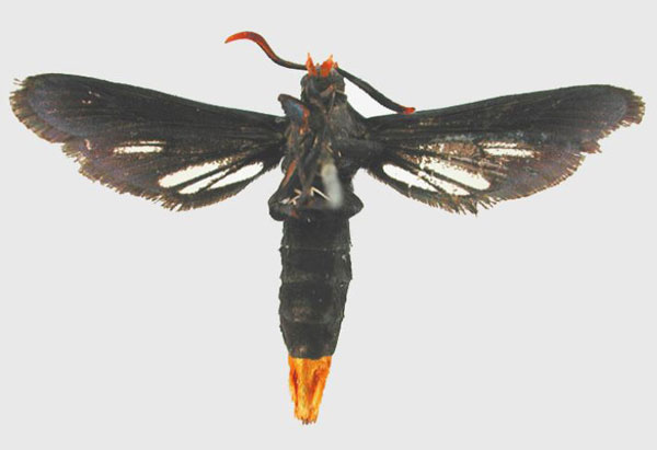 /filer/webapps/moths/media/images/L/lampadura_Sura_HT_NHMUKb.jpg