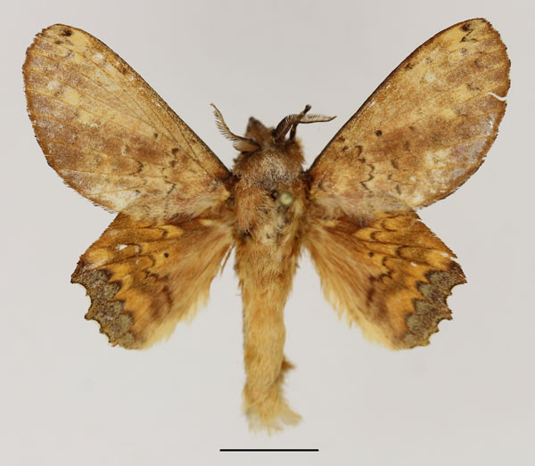 /filer/webapps/moths/media/images/L/lampara_Morongea_AM_Basquin_01.jpg