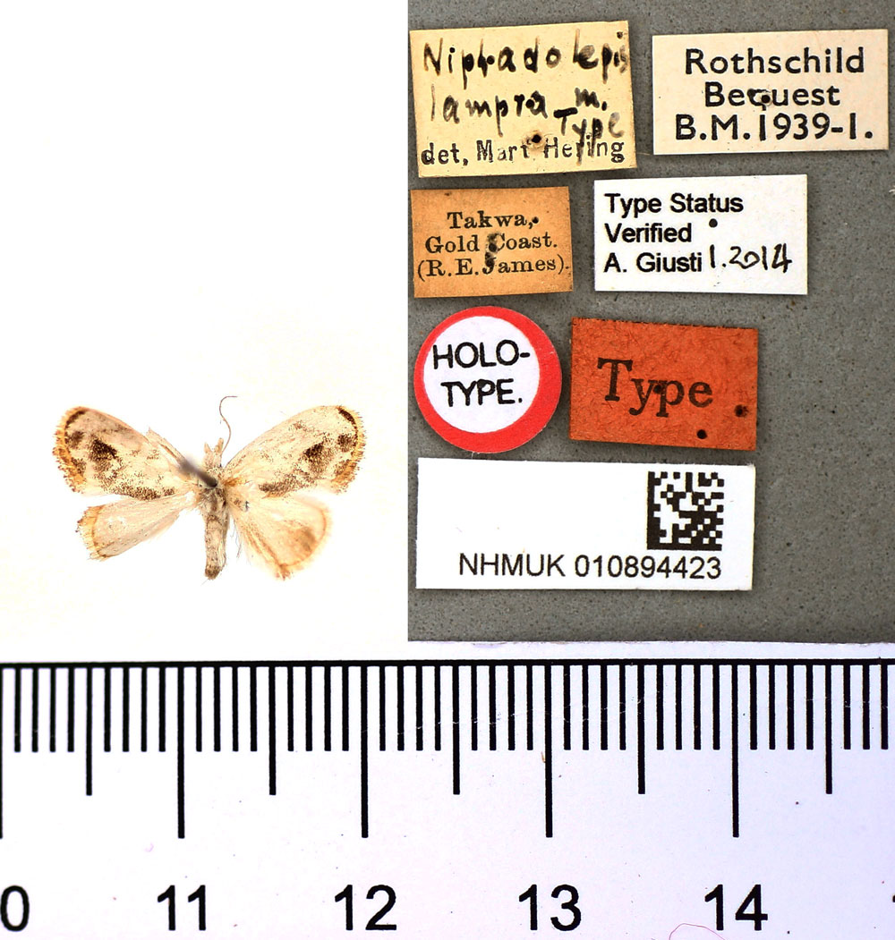 /filer/webapps/moths/media/images/L/lampra_Niphadolepis_HT_BMNH.jpg