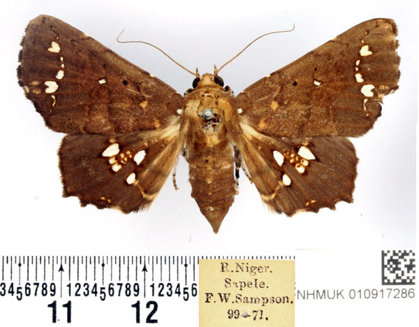 /filer/webapps/moths/media/images/L/lamprima_Episparis_AF_BMNH.jpg