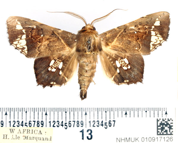 /filer/webapps/moths/media/images/L/lamprima_Episparis_AM_BMNH_02.jpg