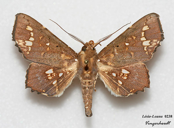 /filer/webapps/moths/media/images/L/lamprima_Episparis_AM_Vingerhoedt.jpg