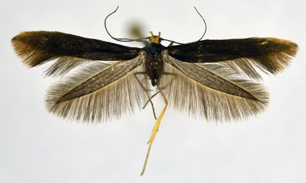 /filer/webapps/moths/media/images/L/lamprochalca_Scythris_AM_NHMO_01.jpg