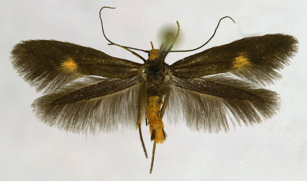 /filer/webapps/moths/media/images/L/lamprochalca_Scythris_A_NHMO.jpg
