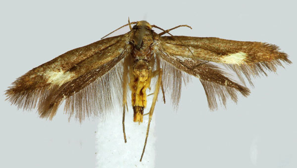 /filer/webapps/moths/media/images/L/lamprochalca_Scythris_A_ZMHB.jpg
