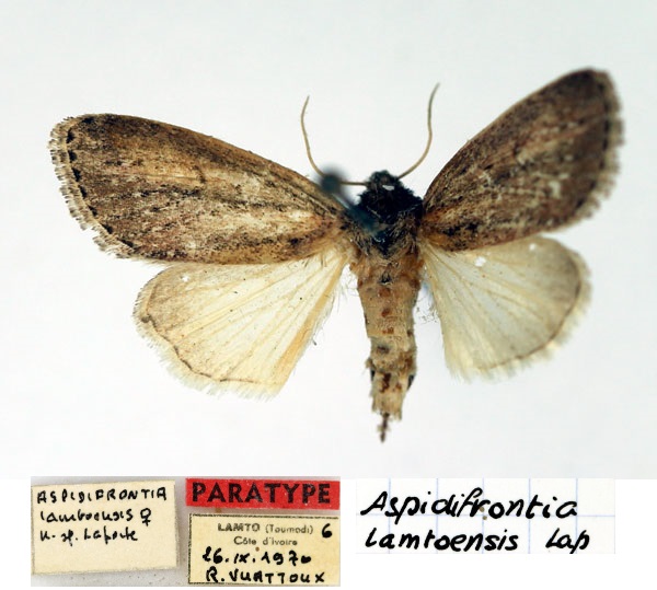 /filer/webapps/moths/media/images/L/lamtoensis_Aspidifrontia_PT_Aulombard.jpg