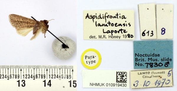 /filer/webapps/moths/media/images/L/lamtoensis_Aspidifrontia_PT_BMNH.jpg
