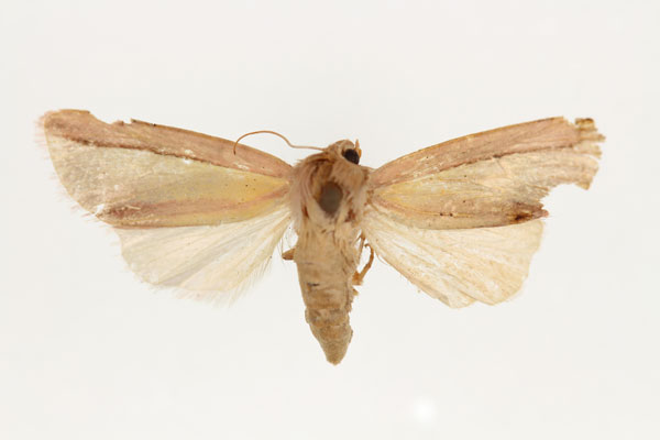 /filer/webapps/moths/media/images/L/lancea_Masalia_AF_RMCA.jpg