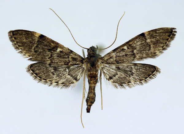 /filer/webapps/moths/media/images/L/lanceolalis_Duponchelia_AM_ISEA_01.jpg
