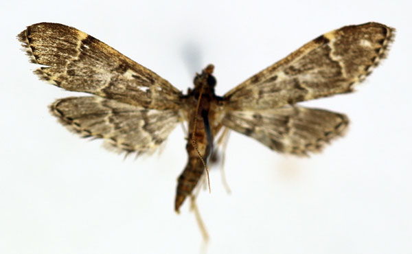 /filer/webapps/moths/media/images/L/lanceolalis_Duponchelia_AM_ISEA_02.jpg
