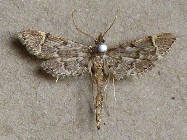 /filer/webapps/moths/media/images/L/lanceolalis_Duponchelia_A_Butler.jpg