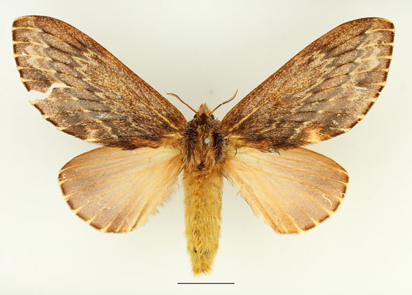 /filer/webapps/moths/media/images/L/lanceolata_Filiola_AF_Basquin_01.jpg