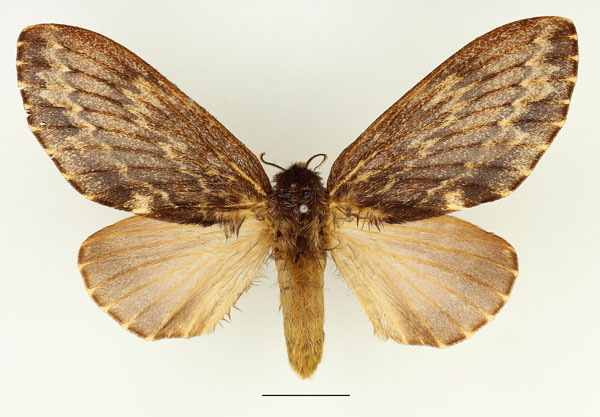 /filer/webapps/moths/media/images/L/lanceolata_Filiola_AF_Basquin_02.jpg