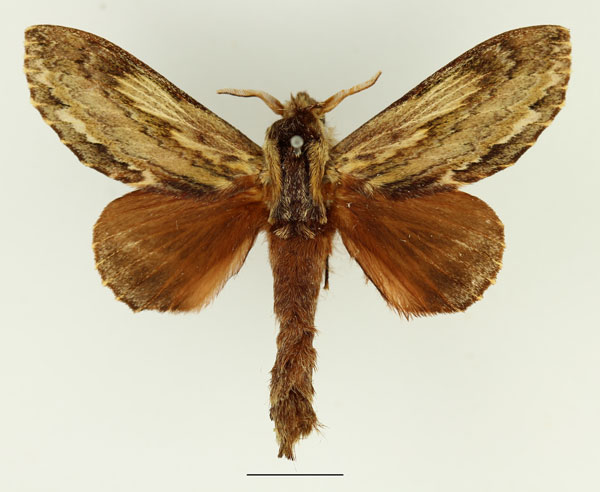 /filer/webapps/moths/media/images/L/lanceolata_Filiola_AM_Basquin_01.jpg