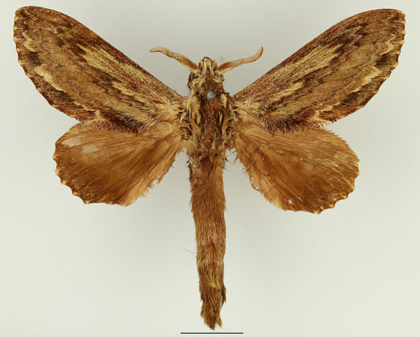 /filer/webapps/moths/media/images/L/lanceolata_Filiola_AM_Basquin_02.jpg