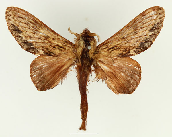 /filer/webapps/moths/media/images/L/lanceolata_Filiola_AM_Basquin_03.jpg