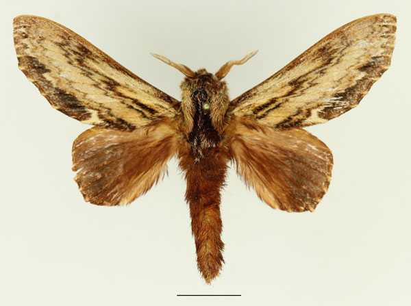 /filer/webapps/moths/media/images/L/lanceolata_Filiola_AM_Basquin_04.jpg