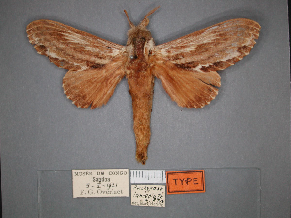 /filer/webapps/moths/media/images/L/lanceolata_Filiola_HT_RMCA_01.jpg