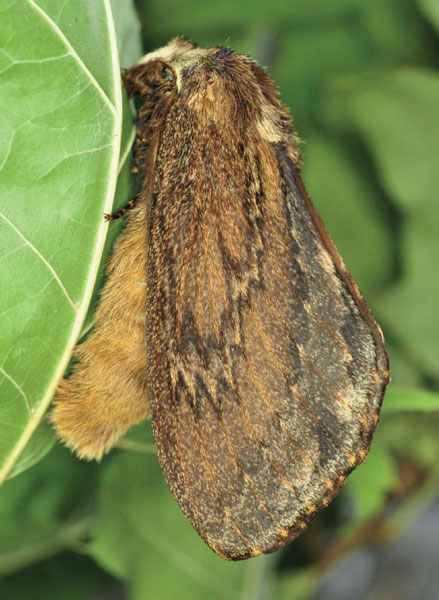 /filer/webapps/moths/media/images/L/lanceolata_Lasiocesa_AF_Ihle_01.jpg