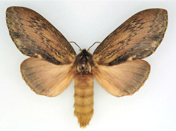 /filer/webapps/moths/media/images/L/lanceolata_Lasiocesa_AF_Ihle_02.jpg
