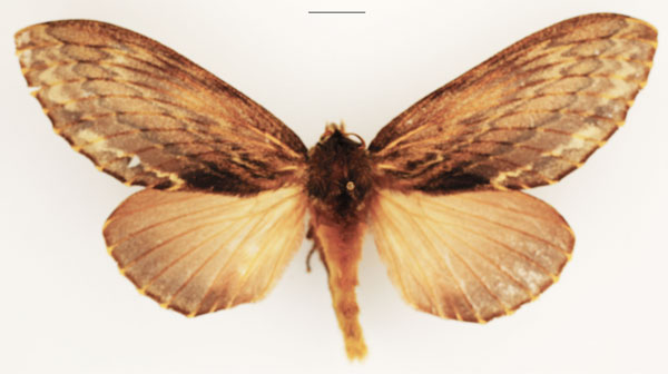 /filer/webapps/moths/media/images/L/lanceolata_Lasiocesa_AF_TMSA_01.jpg