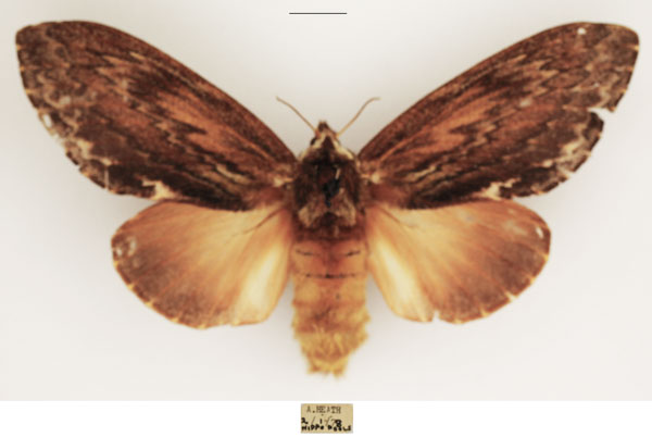 /filer/webapps/moths/media/images/L/lanceolata_Lasiocesa_AF_TMSA_02.jpg