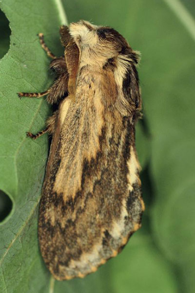 /filer/webapps/moths/media/images/L/lanceolata_Lasiocesa_AM_Ihle_01.jpg