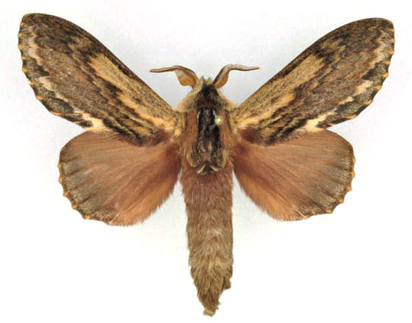 /filer/webapps/moths/media/images/L/lanceolata_Lasiocesa_AM_Ihle_02.jpg