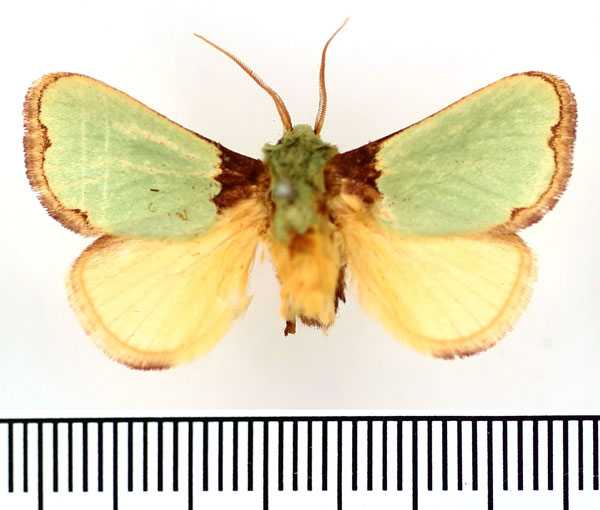 /filer/webapps/moths/media/images/L/lanceolata_Parasa_AM_BMNH.jpg