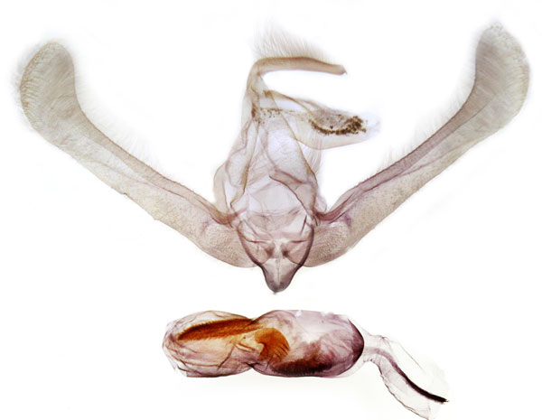 /filer/webapps/moths/media/images/L/lanceolata_Timora_GM_MSNM_Berio3368.jpg