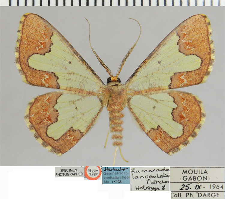 /filer/webapps/moths/media/images/L/lanceolata_Zamarada_HT_ZSM.jpg