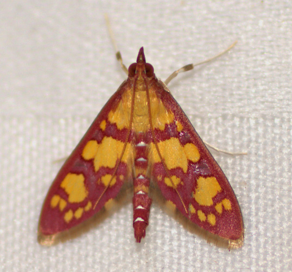 /filer/webapps/moths/media/images/L/lancinalis_Stenochora_A_Heyns.jpg