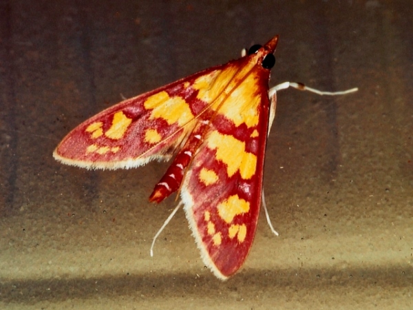 /filer/webapps/moths/media/images/L/lancinalis_Stenochora_A_Roland.jpg