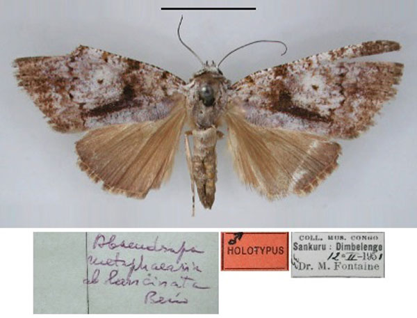 /filer/webapps/moths/media/images/L/lancinata_Abseudrapa_HT_RMCA_01.jpg