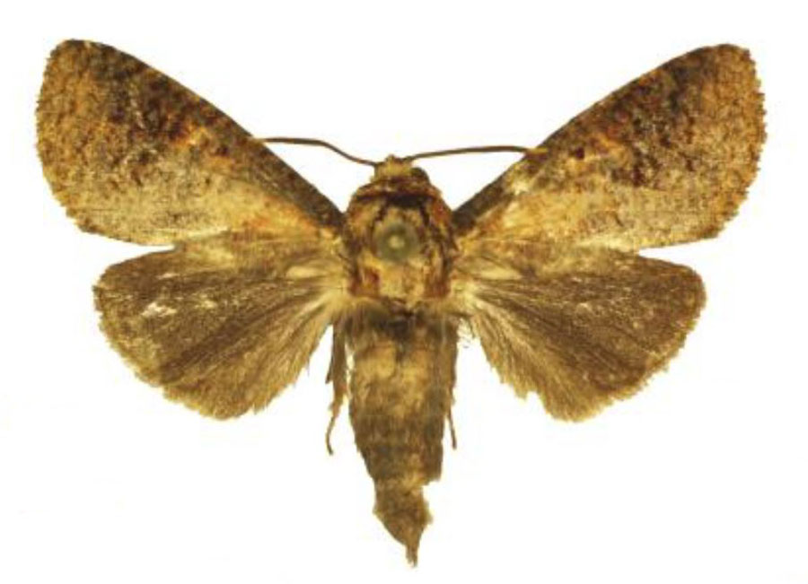 /filer/webapps/moths/media/images/L/landeri_Holcoceroides_HT_ANHRT.jpg