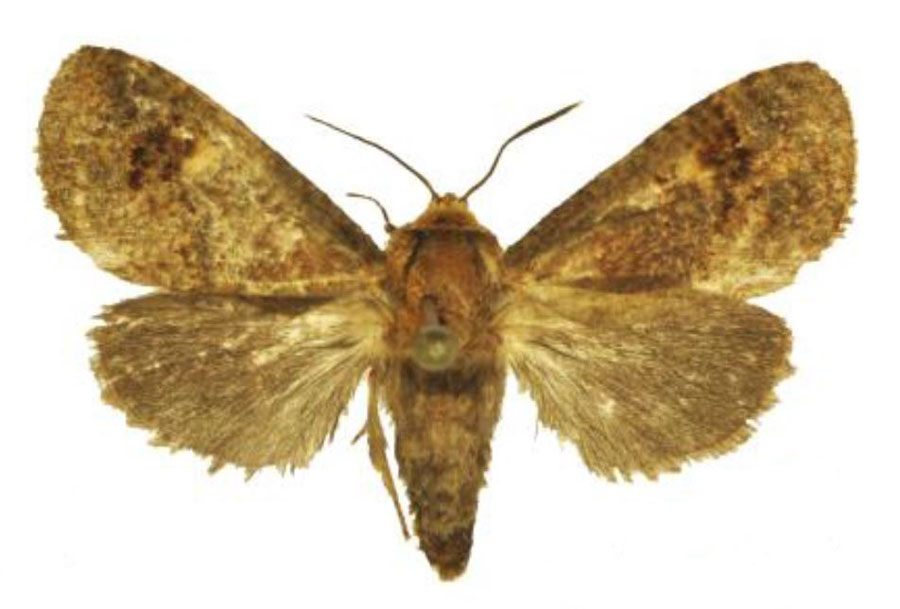 /filer/webapps/moths/media/images/L/landeri_Holcoceroides_PTF_ANHRT.jpg