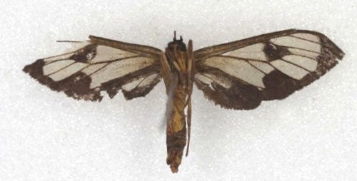 /filer/webapps/moths/media/images/L/langi_Myopsyche_HT_AMNH_02.jpg