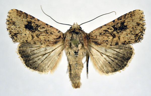 /filer/webapps/moths/media/images/L/languida_Mythimna_AM_NHMO.jpg