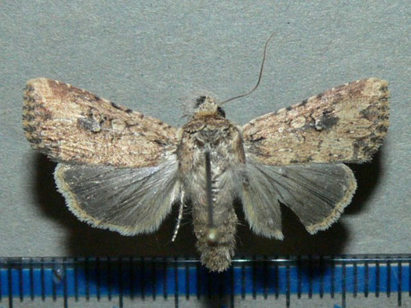 /filer/webapps/moths/media/images/L/languida_Mythimna_A_Goff.jpg