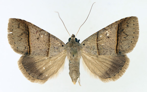 /filer/webapps/moths/media/images/L/laniata_Plecoptera_AF_TMSA_01.jpg
