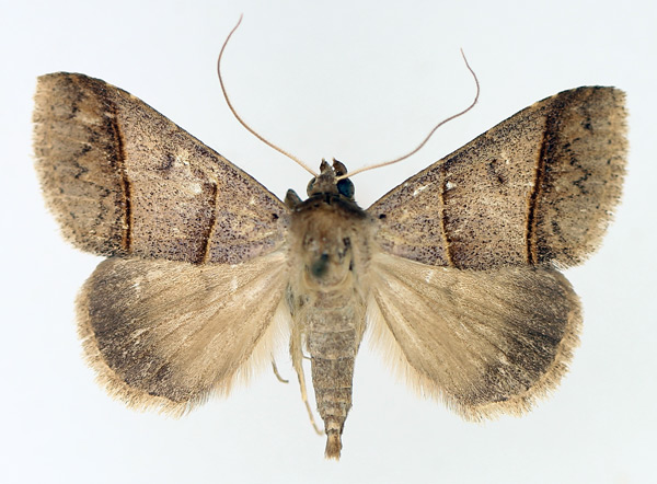 /filer/webapps/moths/media/images/L/laniata_Plecoptera_AF_TMSA_02.jpg