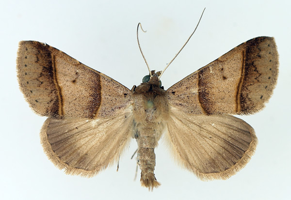/filer/webapps/moths/media/images/L/laniata_Plecoptera_AM_TMSA_01.jpg