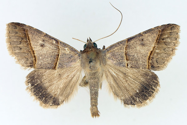 /filer/webapps/moths/media/images/L/laniata_Plecoptera_AM_TMSA_02.jpg