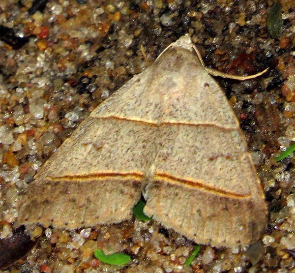 /filer/webapps/moths/media/images/L/laniata_Plecoptera_A_Braun_09.jpg