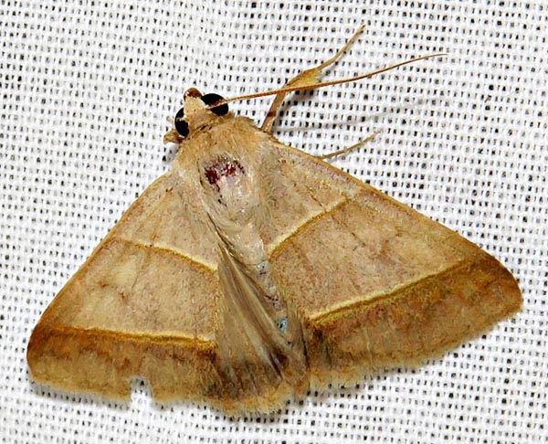 /filer/webapps/moths/media/images/L/laniata_Plecoptera_A_Braun_10.jpg