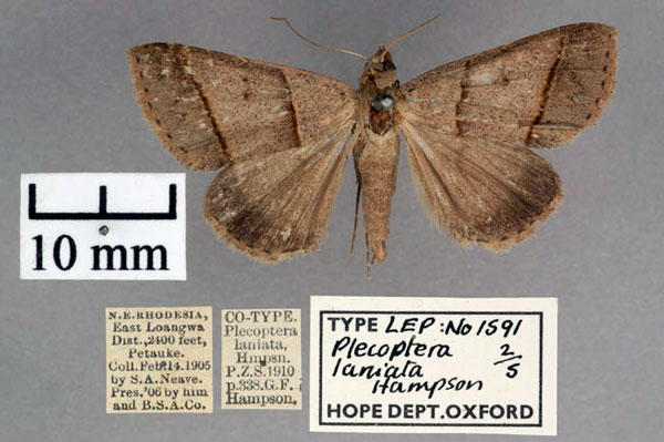 /filer/webapps/moths/media/images/L/laniata_Plecoptera_STF_OUMNH_01.jpg